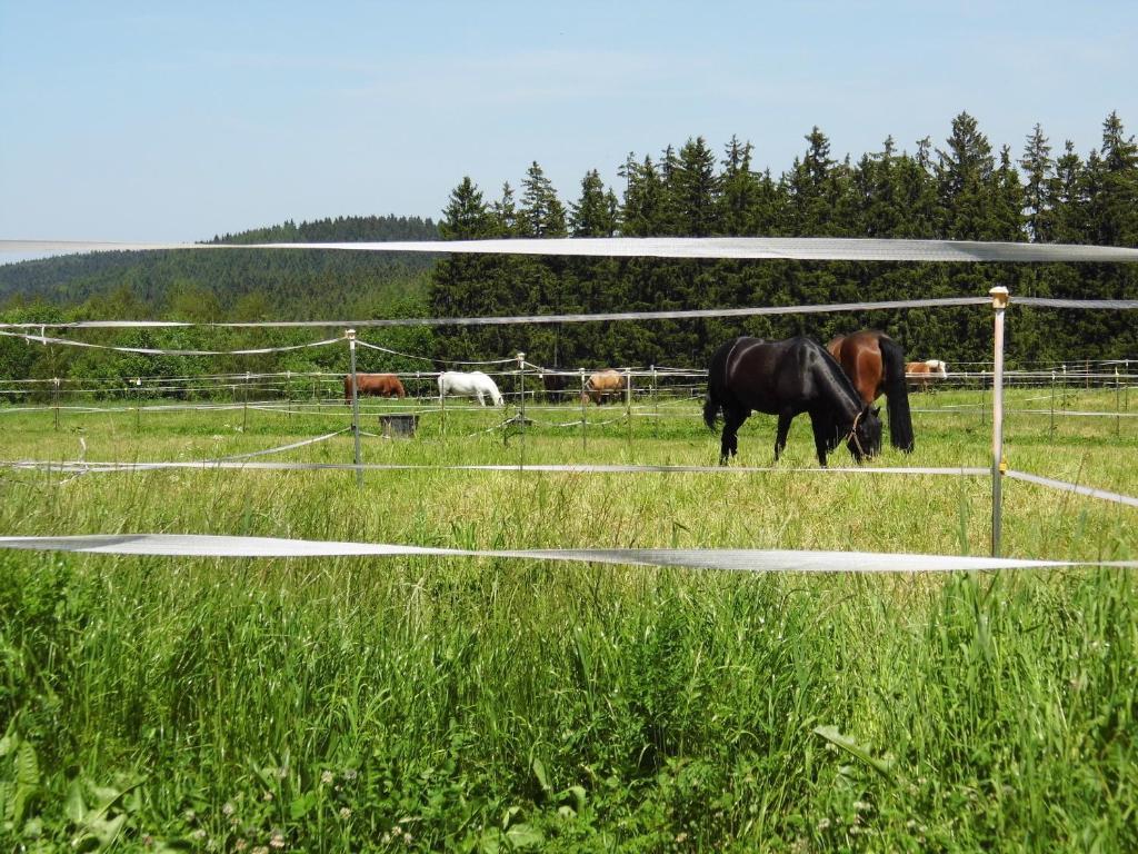 Reit- Und Sporthotel Eibenstock Esterno foto